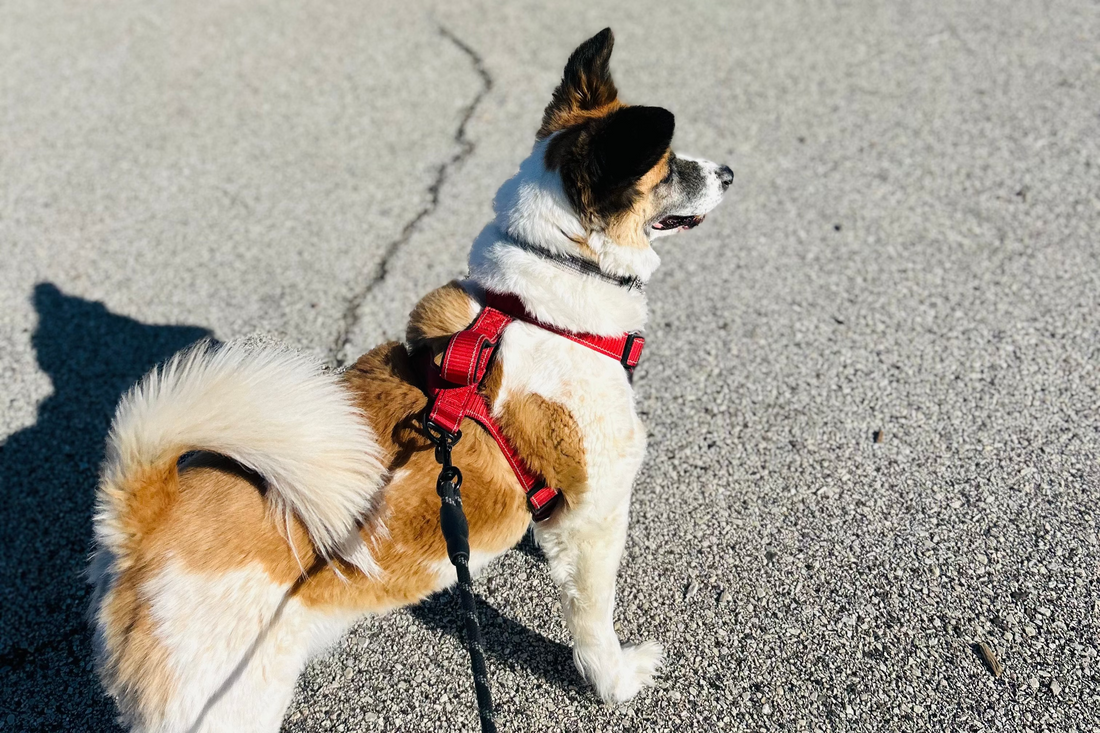 Before You Book a Dog Walker, Read This