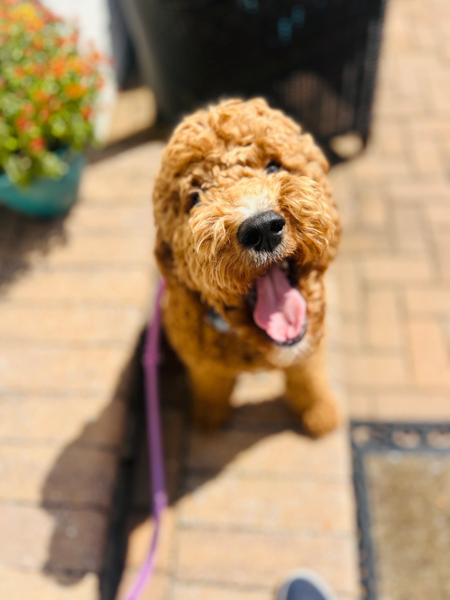 Sniff, Stroll, Repeat: The Best Dog-Walking Spots in Montgomery County